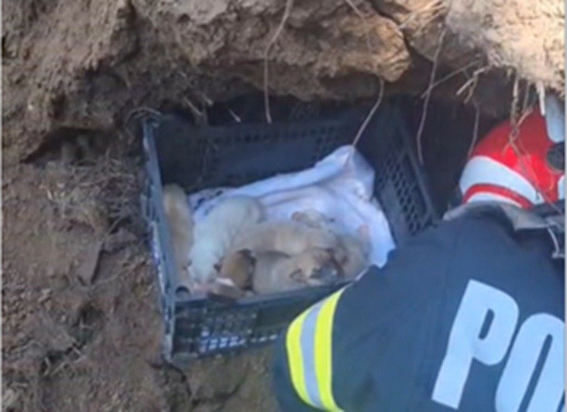 Scâncetele au oprit lucrările. O cățea și cei șapte pui ai ei au fost salvați de pompieri în Constanța