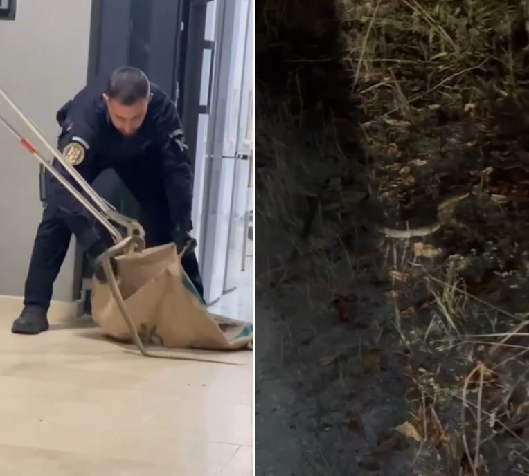 Surpriză de proporții într-un restaurant din Mamaia Sat! Șarpe de peste 1,5 metri, capturat de jandarmi